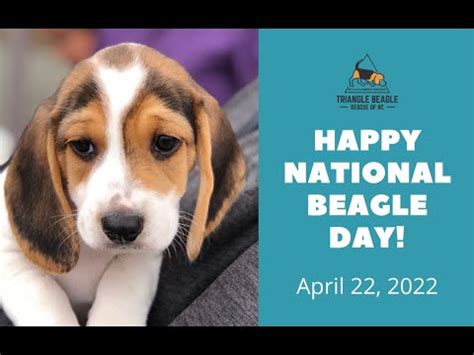 Happy National Beagle Day! - Triangle Beagle Rescue of NC - YouTube