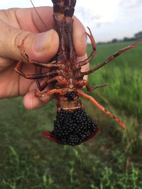 Crayfish Eggs