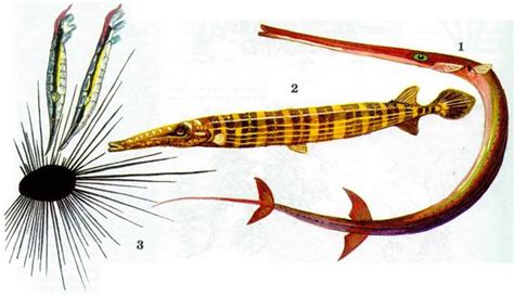 КОЛЮШКИ » Мурзим