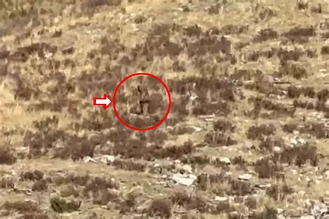 Новое видео с йети произвело фурор в сети - История Земли и человечества