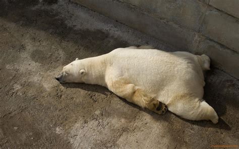 Polar Bear Sleeping Funny - 2560x1600 Wallpaper - teahub.io