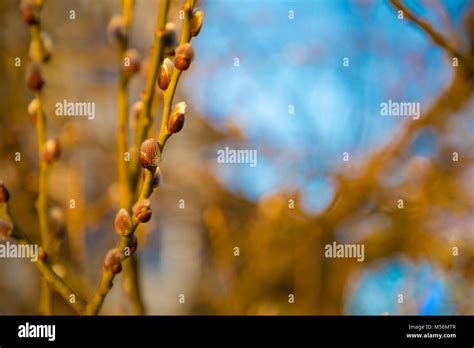 Close Up Of Pussy Willows On Nature Background Stock Photo Alamy