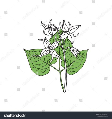 Epimedium Horny Goat Weed Yin Yang 库存矢量图免版税1510359113 Shutterstock