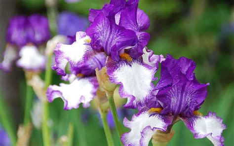 Irises Wallpapers - Wallpaper Cave