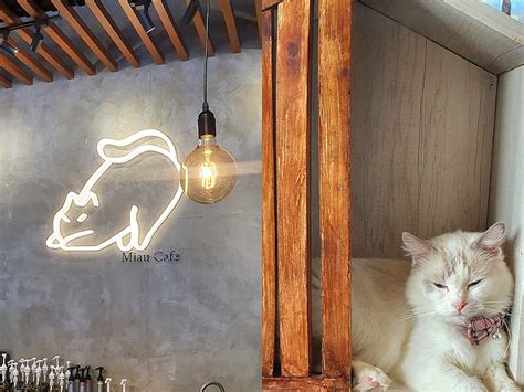 Cebus Only Premium Cat Cafe Is Absolute Purrfection Metro Style