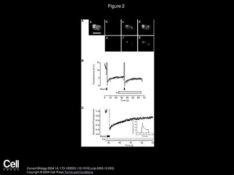 Matthew Holt Anne Cooke Andreas Neef Leon Lagnado Current Biology