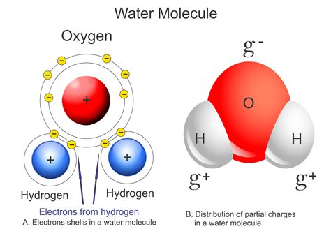 Draw A Water Molecule And Label The Partial Charges