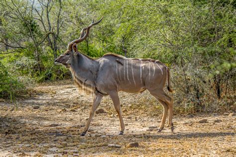 Greater Kudu Tragelaphus Strepsiceros Wildlife Vagabond