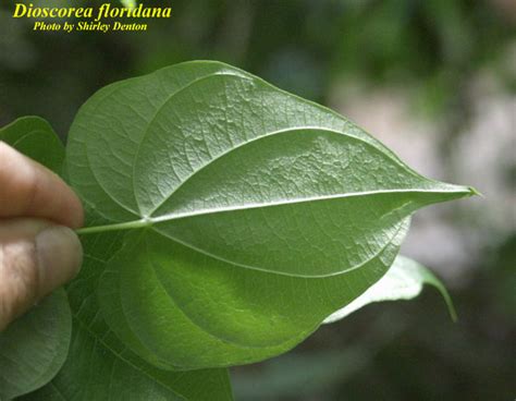 Dioscorea Floridana Photos Isb Atlas Of Florida Plants Isb