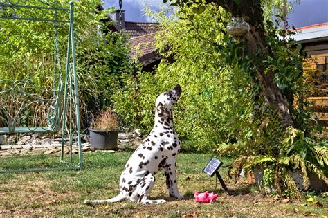 Der Apfelbaum Wenn Man Den Apfel Lange Genug Anstarrt Dan Flickr