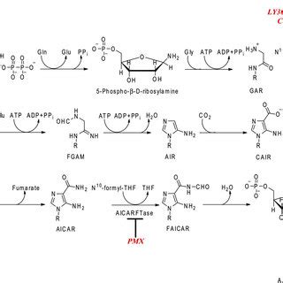 De Novo Synthesis Of Purine