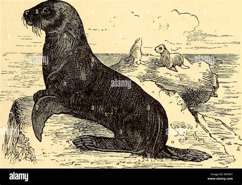 Anatomy Of A Walrus - Anatomical Charts & Posters