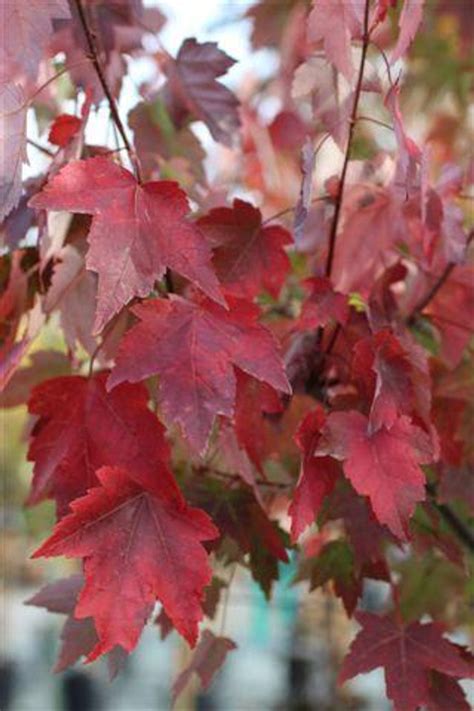 Acer Rubrum Autumn Flame Devil Mountain Wholesale Nursery