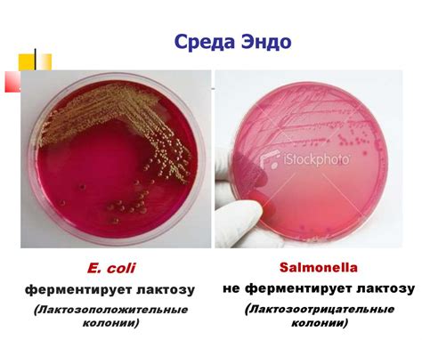 Питательные среды - online presentation