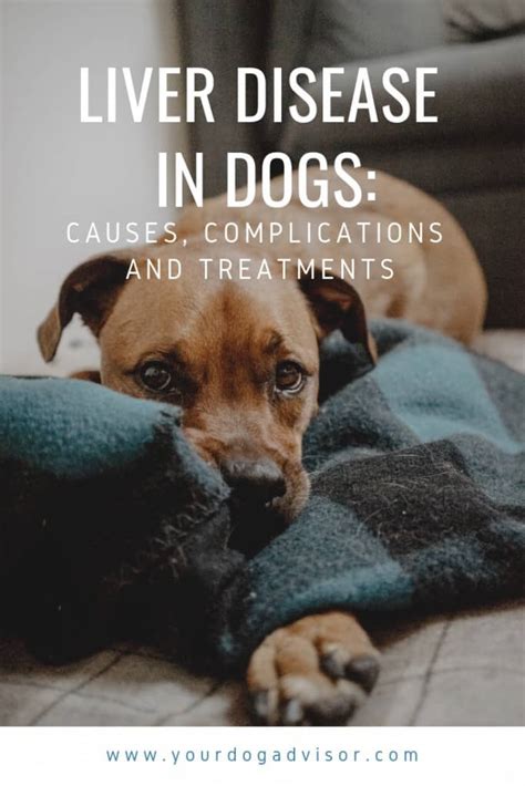 Liver Disease In Dogs Causes Complications And Treatments Your Dog