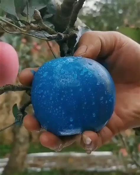 Blue Apples On Tree