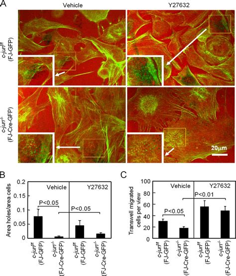 C Jun Induction Of Invasion Involves Rock Kinase A Invadopodia