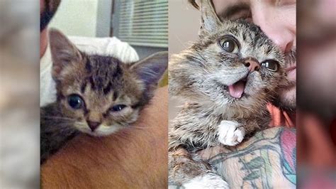 Lil BUB: Internet celebrity cat Lil Bub dies at 8 - ABC7 San Francisco