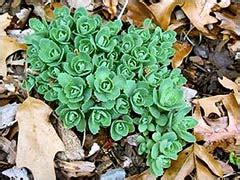 седумы, очитки