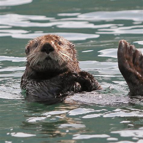 Sea Otter | River Otter Ecology Project