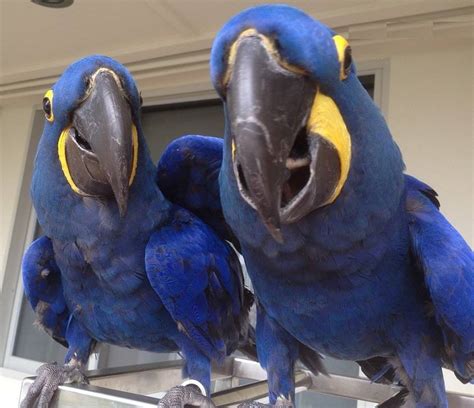 Hyacinth Macaw Parrots Worldwide Exotic Parrots Farm