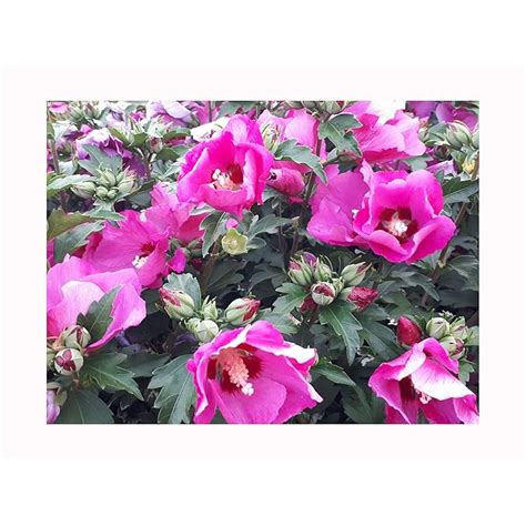 Buy Hardy Hibiscus Rose Of Sharon Hibiscus Syriacus Flowering Shrub