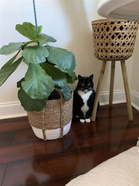 Best Zara Images On Pholder Azure Lane Warship Porn And Zara Larsson