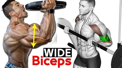 6 Best Exercises For Wider Biceps In 2022 Dumbbell Bicep Workout Big