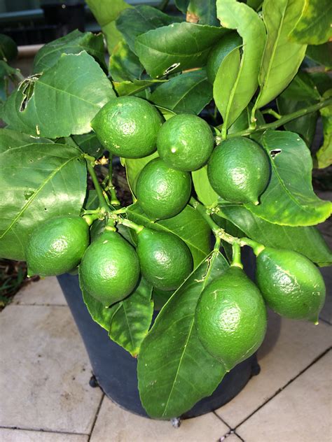 How To Apply Lime To Fruit Trees Fruit Trees