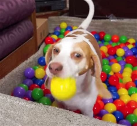 Watch This: Birthday Dog Ball Pit Is the Best Gift Ever | BaxterBoo