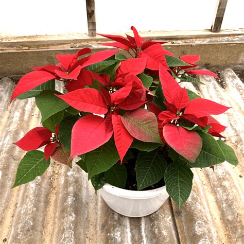 Poinsettia – Red – Pochedly Greenhouses