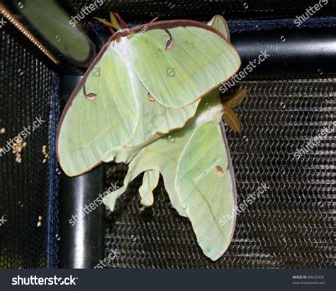 Luna Moths Actias Luna Mating Next To Ova Eggs Giant Silk Moths