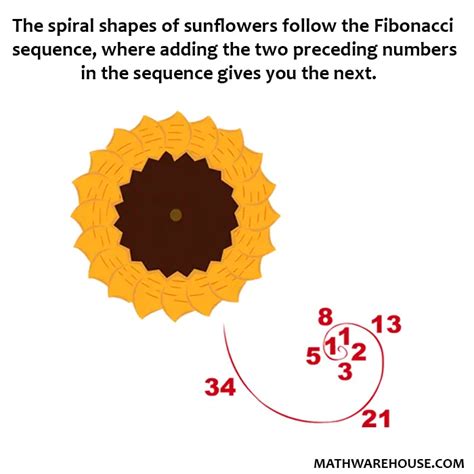 Sunflower Fibonacci Numbers