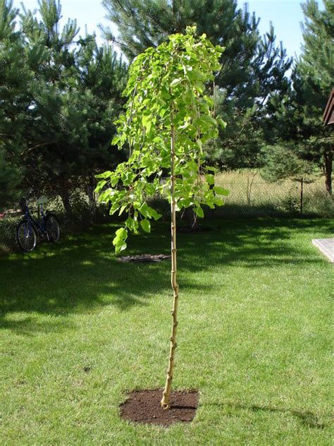 Morwa Czarna Szczepiona Na Pniu Pendula Sadzonki Cm