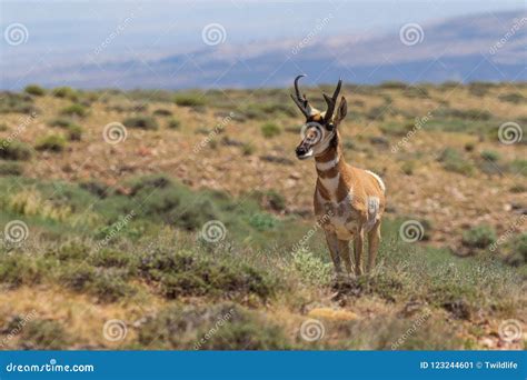 Pronghorn Antelope Buck In Colorado Stock Image Image Of Colorado