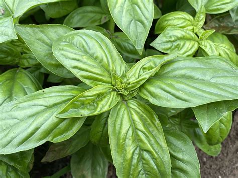 Basil Plant Flowering Heres What To Do About It