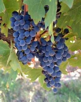 NUVIANA “Codorniú, inaugura su onceava Bodega”