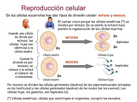 Reproduccion Celular Parte 1