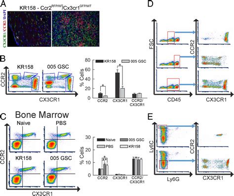 Ccr Inhibition Reduces Tumor Myeloid Cells And Unmasks A Checkpoint