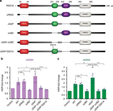 Analysis Of Rad Domains Required To Promote Cas Mediated Hdr A