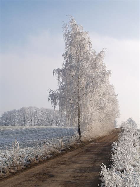 tree road pathway  photo  pixabay pixabay