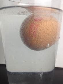 The Naked Egg Experiment Free Science Experiments