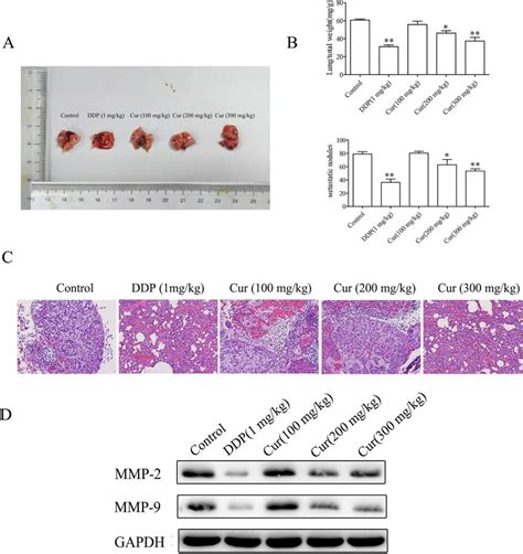 The Effect Of Cur On Pulmonary Metastasis In Nude Mice A The