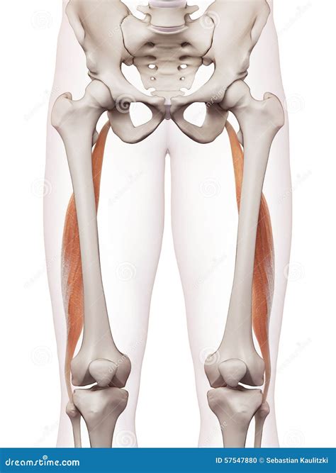 Das Bizeps Schenkel Longus Stock Abbildung Illustration Von Skelett