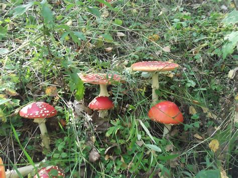 Фотографии полезных растений