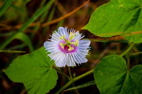 Grass Flower Meadow Free Photo On Pixabay Pixabay