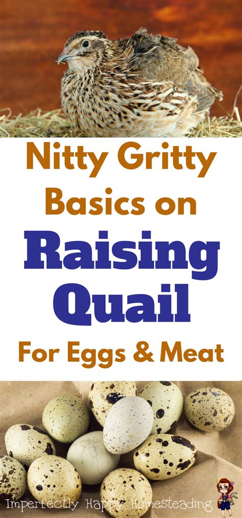 Raising Quail on your homestead or backyard farm for eggs an meat