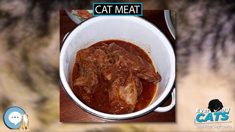Cat Meat 🐱🦁🐯 Everything Cats 🐯🦁🐱 Youtube