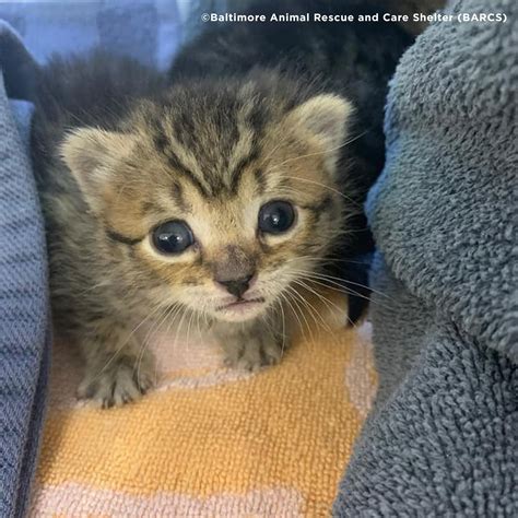 small-breed-rescue-of-east-tennessee-2695 | The Animal Rescue Site