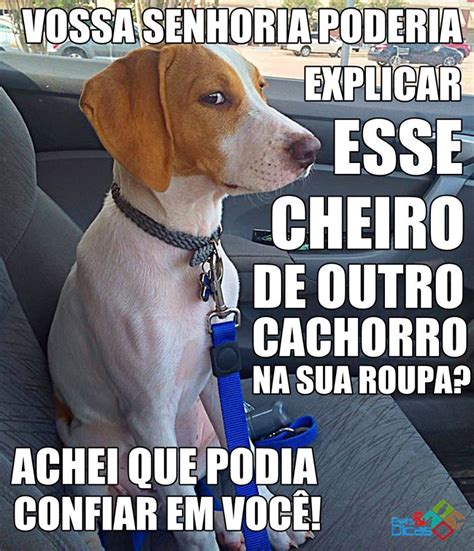 Fotos Engra Adas De Animais Frases Para Facebook Pets E Dicas